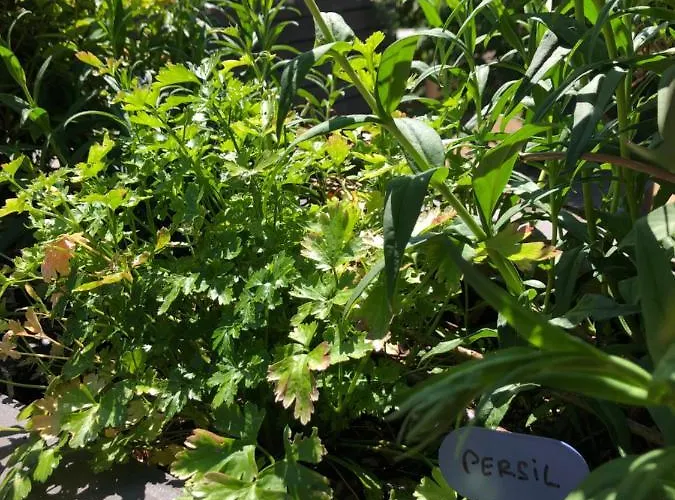 Du Valcoquet Apartman